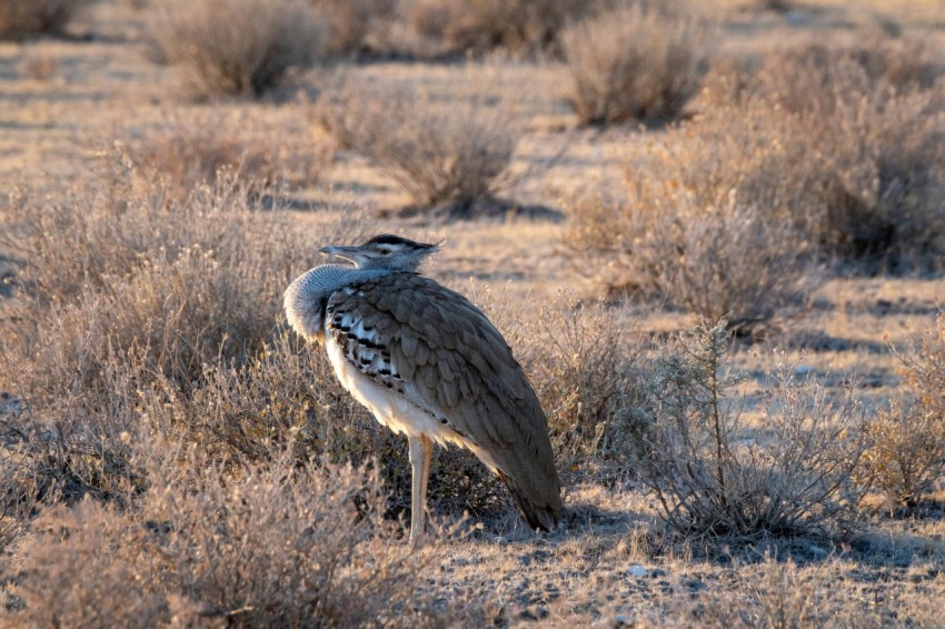 a bird is standing in the middle of a field