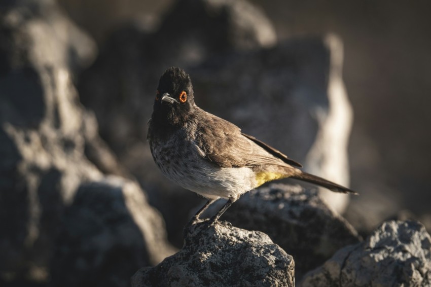 a small bird standing on top of a pile of rocks