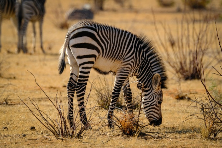 a zebra grazing on dry grass in a field