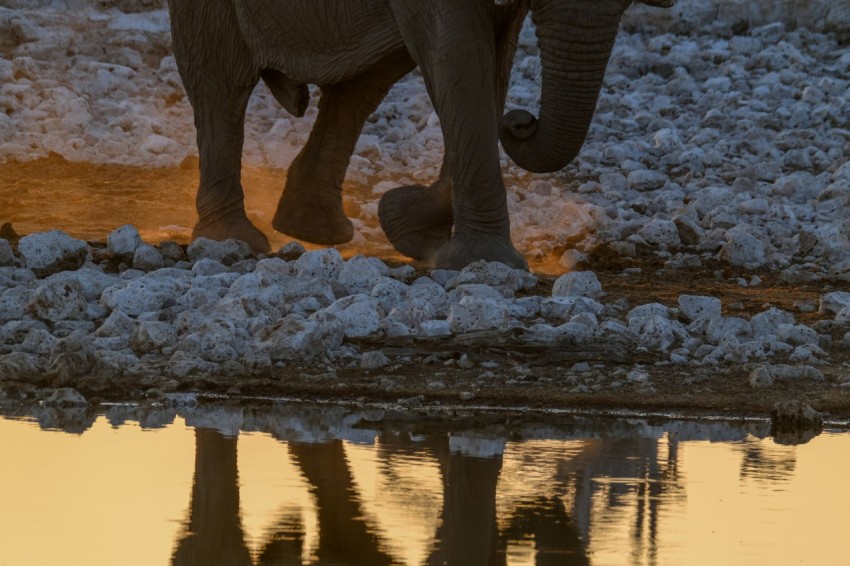 a baby elephant walking across a puddle of water