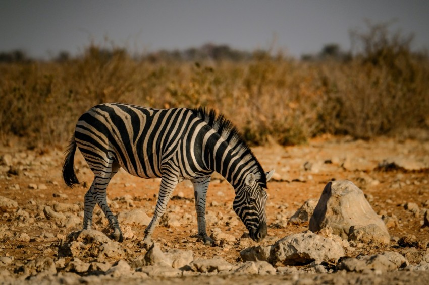 a zebra is standing in the dirt eating