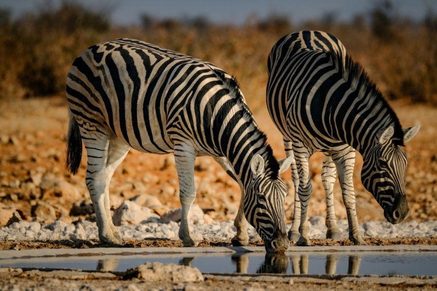 two zebras drinking water from a small pond