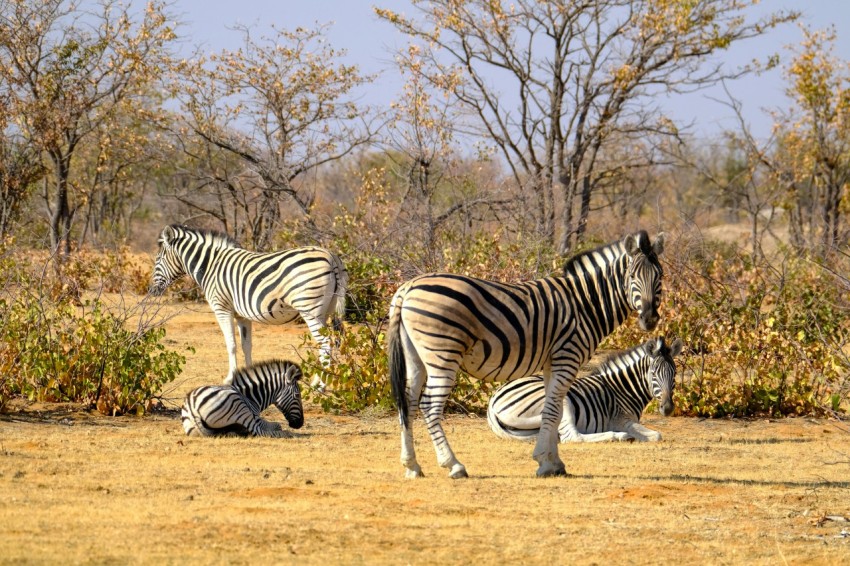 a herd of zebra standing on top of a dry grass field ArcL