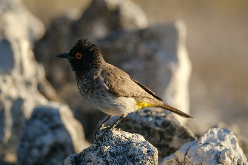 a small bird is standing on some rocks