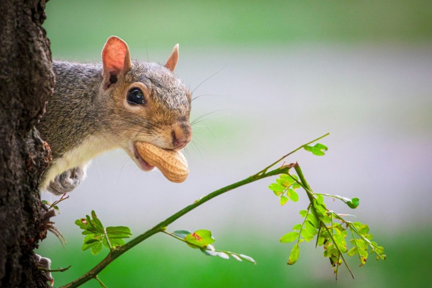 a squirrel eating a piece of food on top of a tree