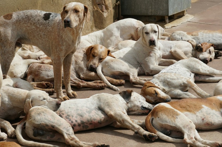 a large group of dogs laying on the ground