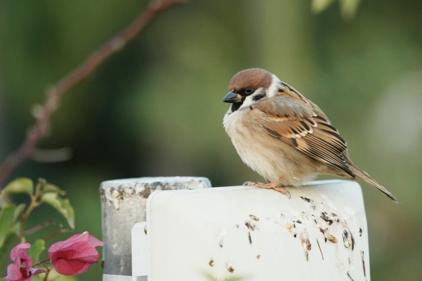 a small bird sitting on top of a cake