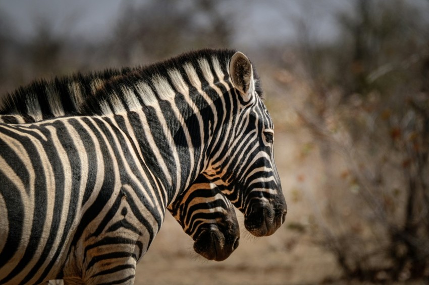 a couple of zebra standing next to each other