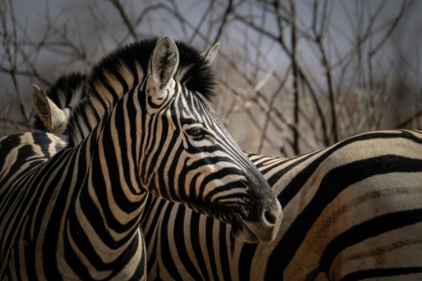 a couple of zebra standing next to each other