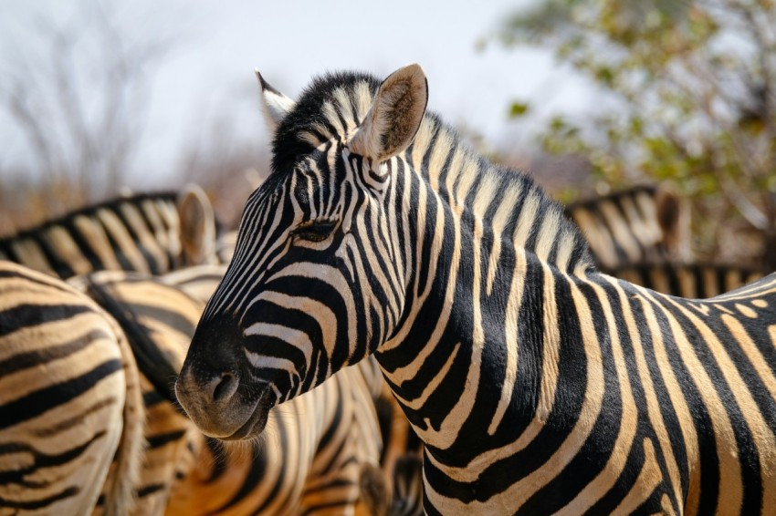 a herd of zebra standing next to each other