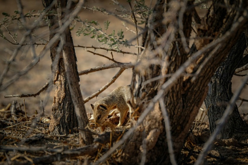 a small animal in the middle of a forest