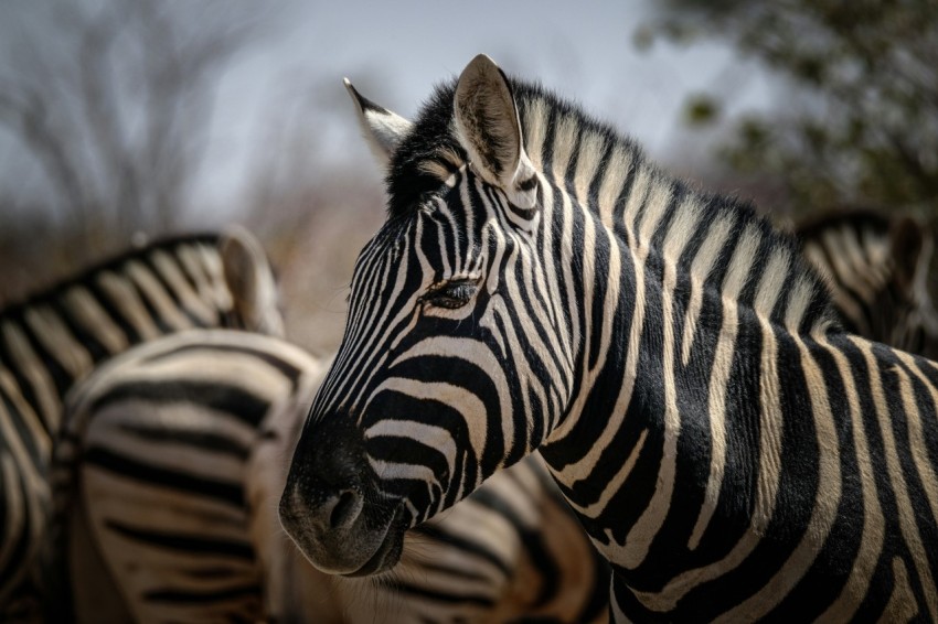 a herd of zebra standing next to each other