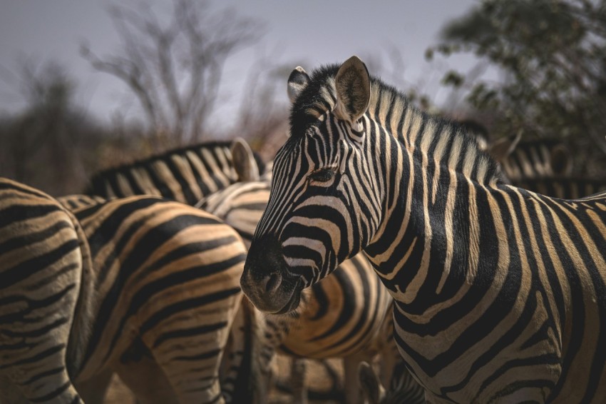 a herd of zebra standing next to each other