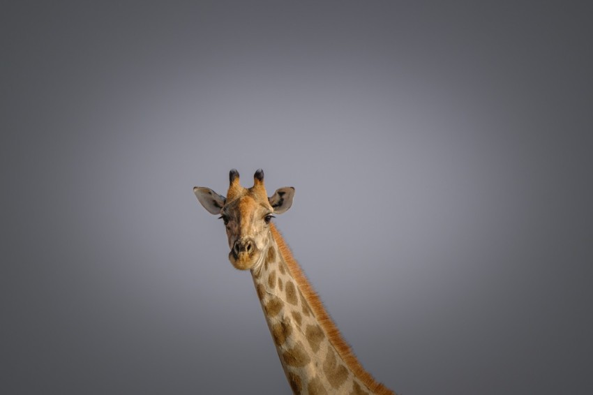 a giraffe standing in the middle of a gray sky