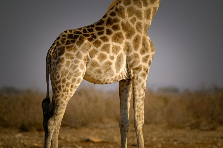 a giraffe standing in the middle of a field 05scBbkL