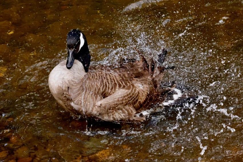 a duck is swimming in a body of water