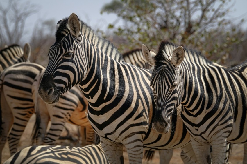 a herd of zebra standing next to each other