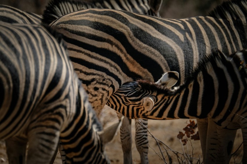 a herd of zebra standing next to each other