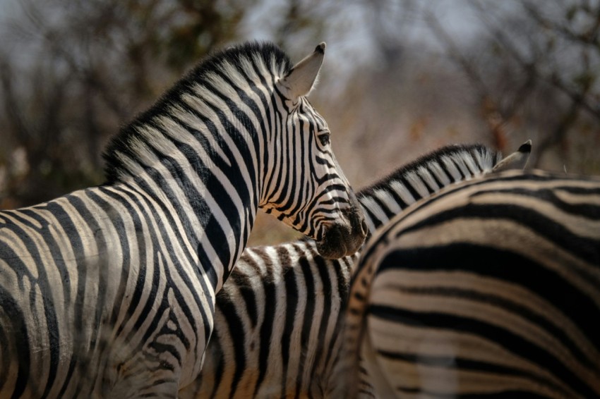 a herd of zebra standing next to each other _aUIR