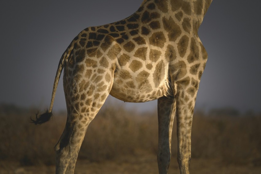 a giraffe standing in the middle of a field