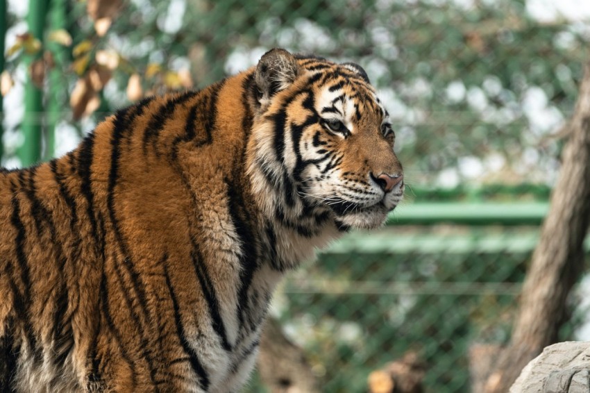 a tiger standing next to another tiger in a zoo