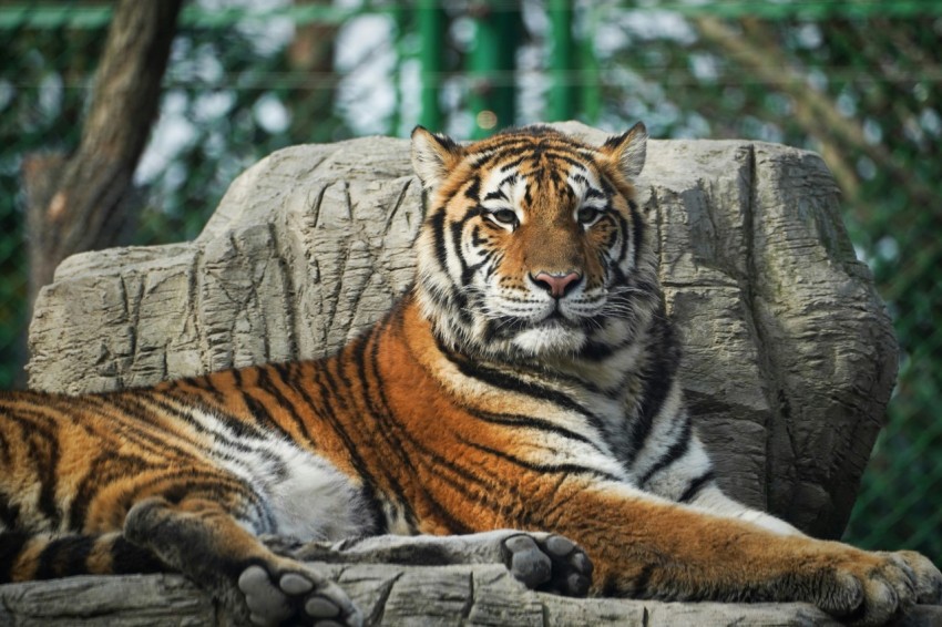 a large tiger laying on top of a rock