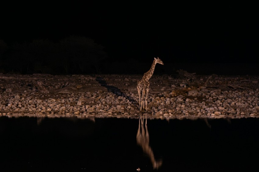 a giraffe standing in the water at night