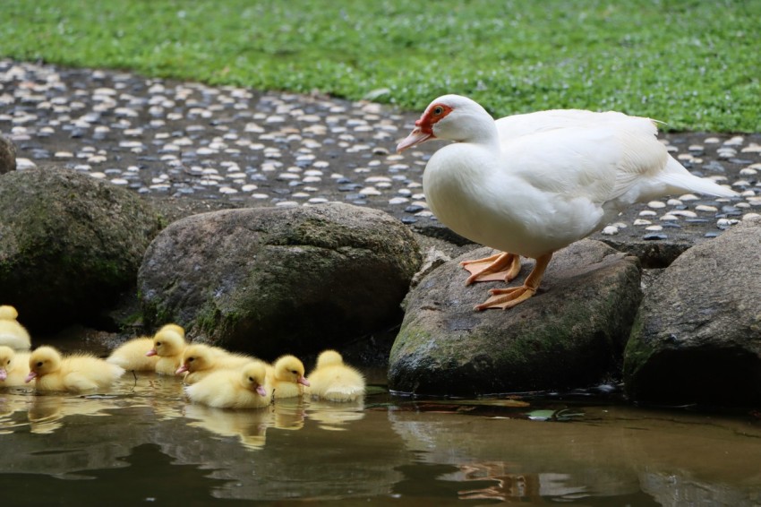 a group of ducks standing on top of a rock next to a body of water