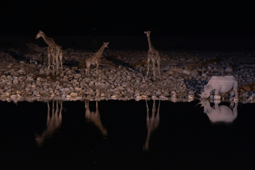 a herd of giraffe standing next to a body of water 3YhPHnfK