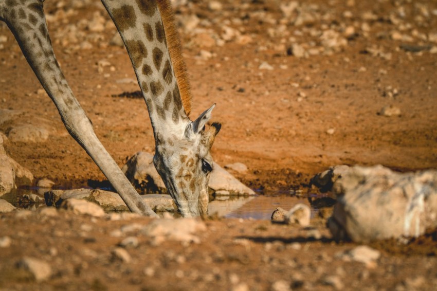 a giraffe drinking water from a puddle in the dirt FfZ