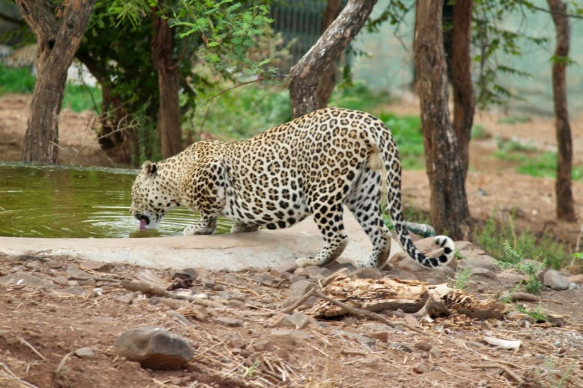 a large leopard walking across a river next to a forest