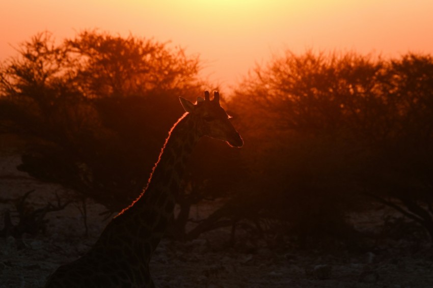 a giraffe standing in the middle of a field