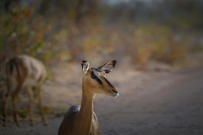 a gazelle standing in the middle of a dirt road