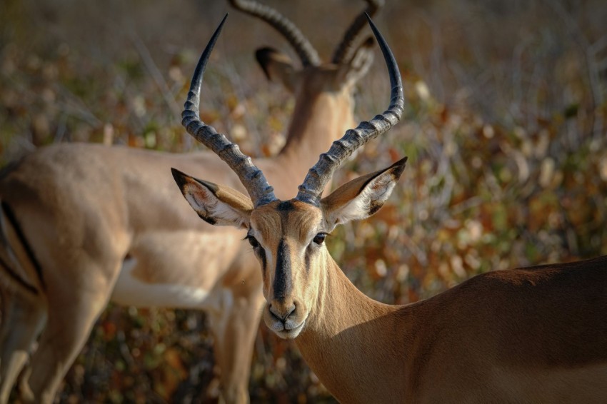 a couple of gazelle standing next to each other