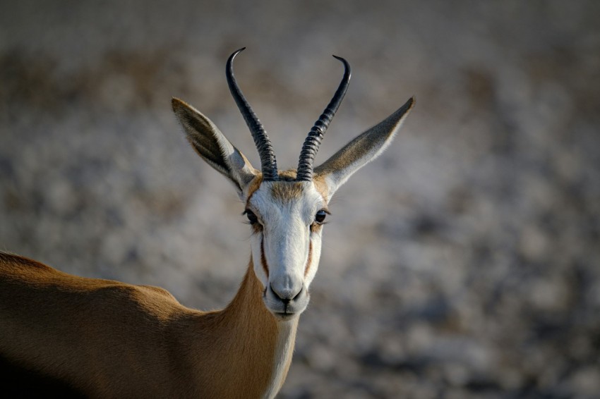 a close up of a goat with very long horns