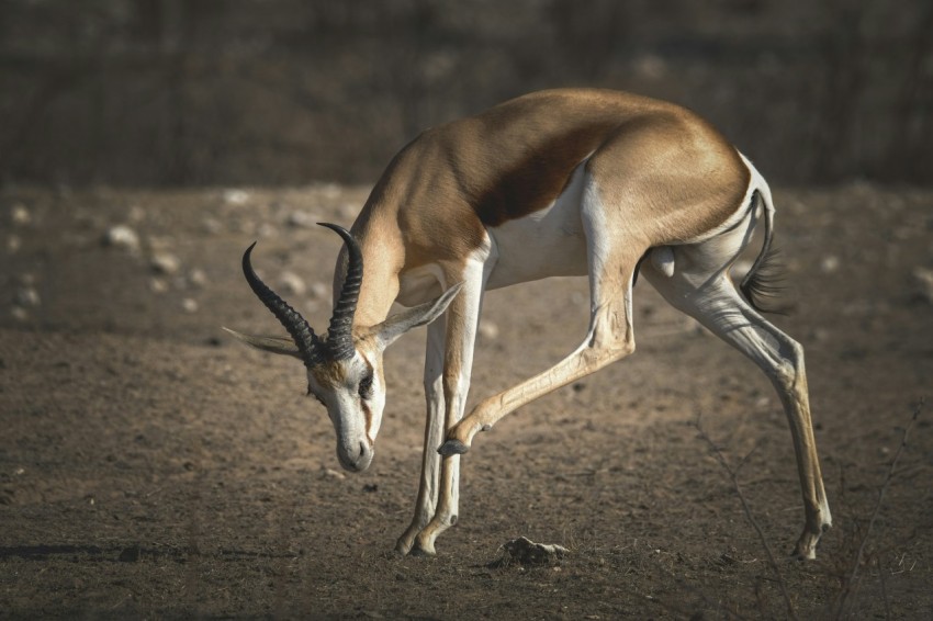 a gazelle standing on top of a dirt field