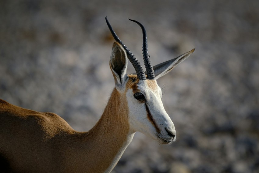 an antelope standing in the middle of a rocky area