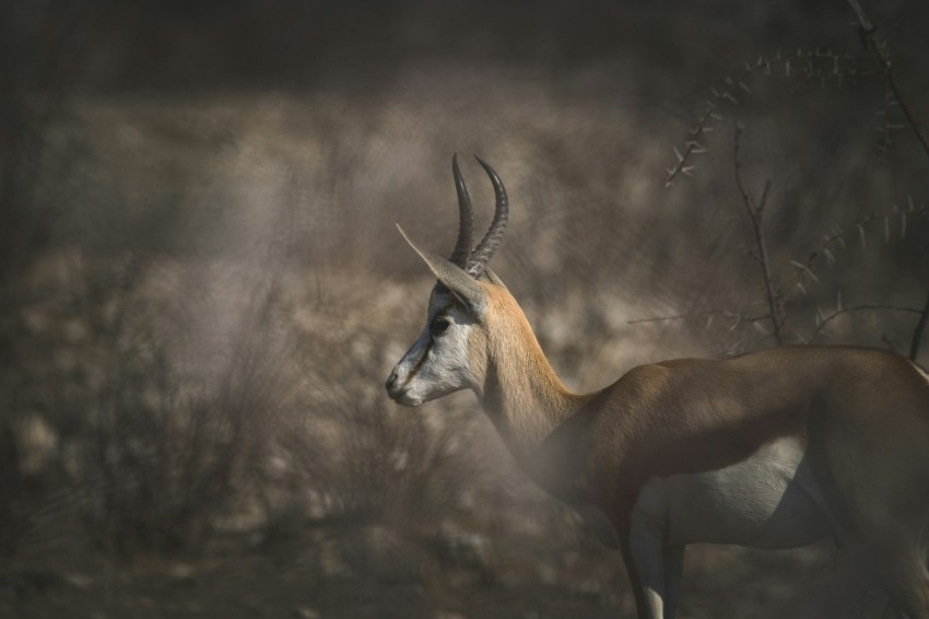 an antelope standing in the middle of a forest