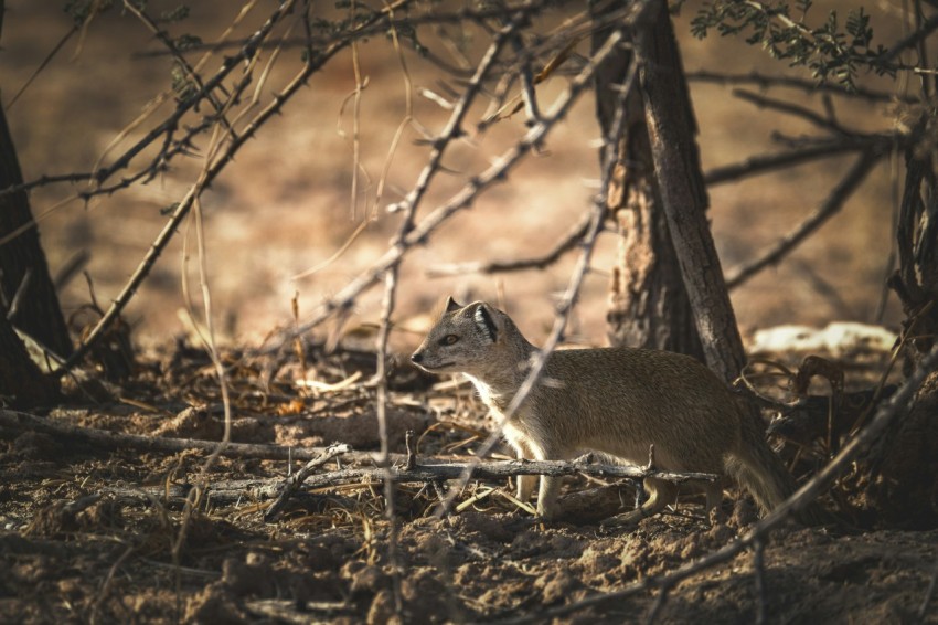 a deer is standing in the middle of the woods