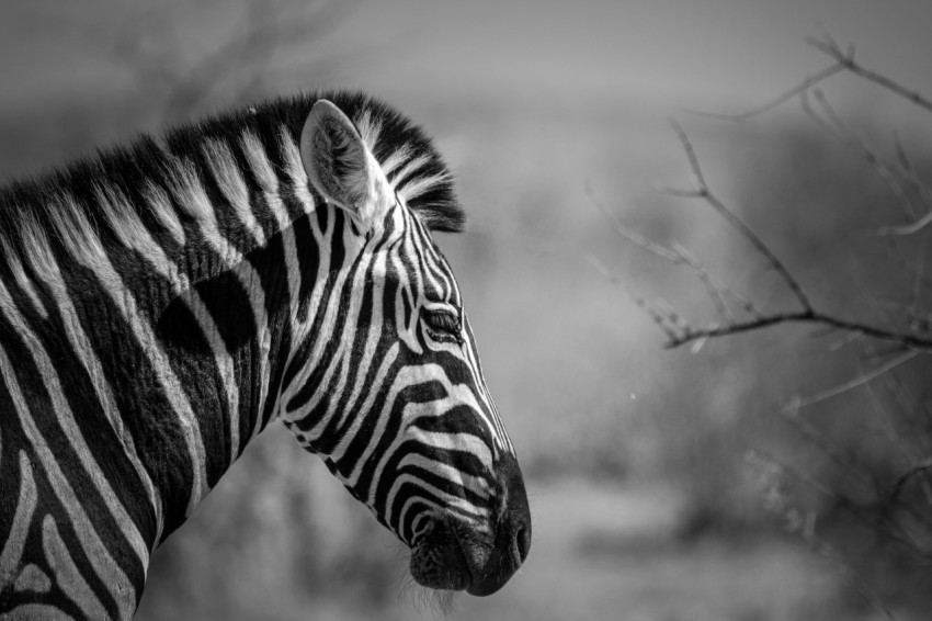 a black and white photo of a zebra