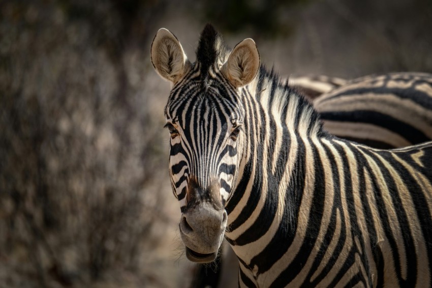 a close up of a zebra looking at the camera