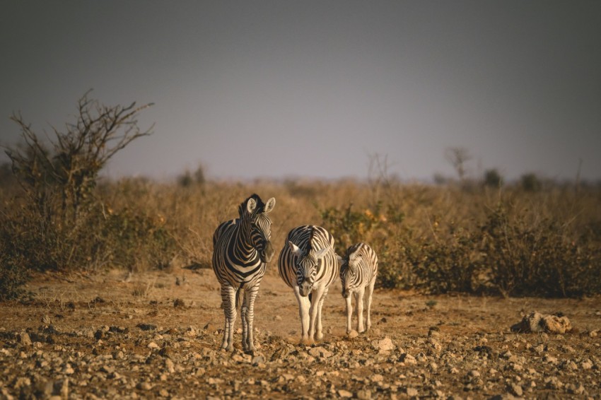 a group of zebra standing on top of a dirt field