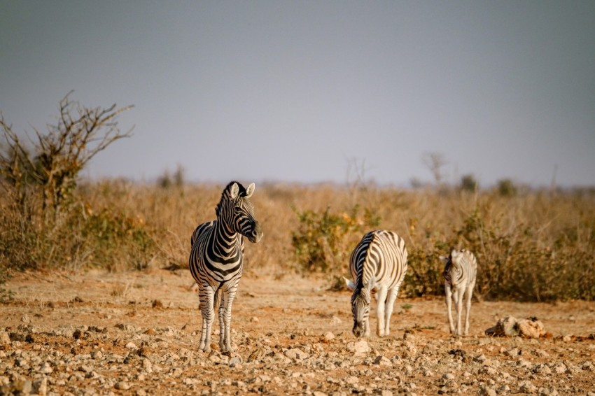 a couple of zebra standing on top of a dirt field pi otGCqJ