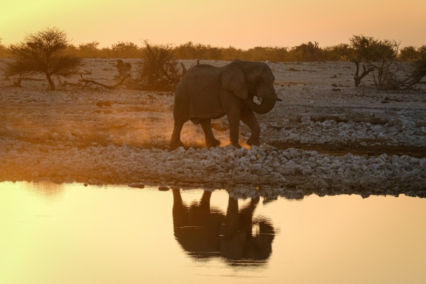 an elephant walking across a field next to a body of water