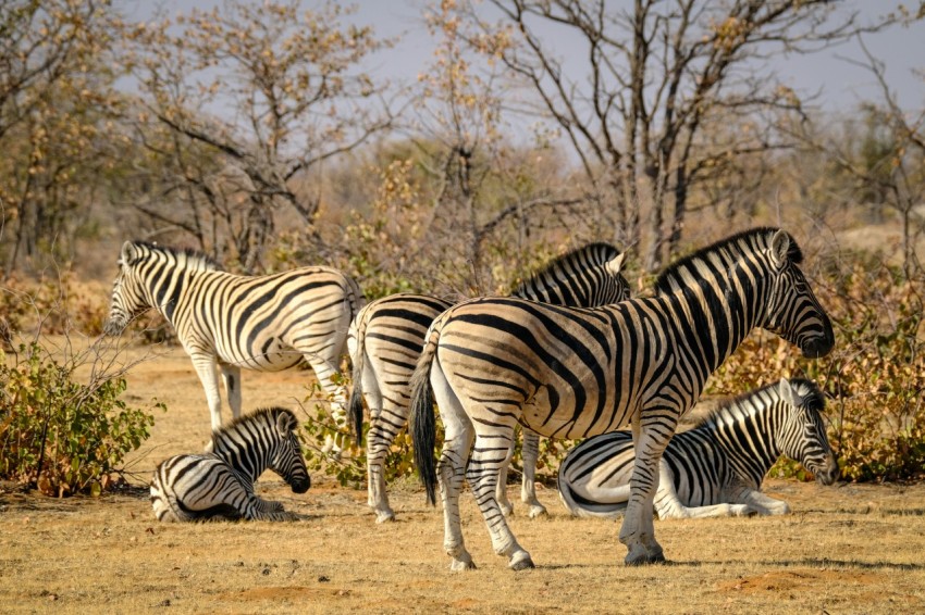 a herd of zebra standing on top of a dry grass field