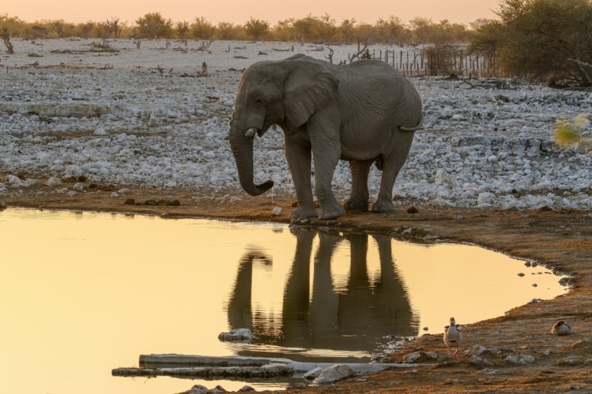 an elephant standing in front of a puddle of water