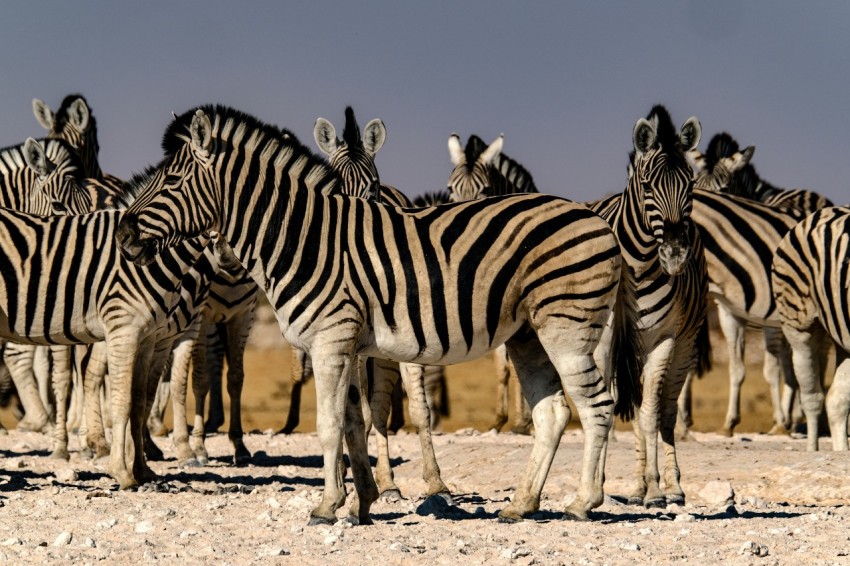 a herd of zebra standing next to each other