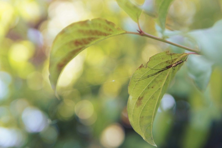 a close up of a leaf on a tree