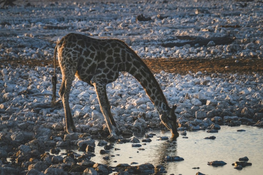 a giraffe is drinking water from a puddle NYoKj8