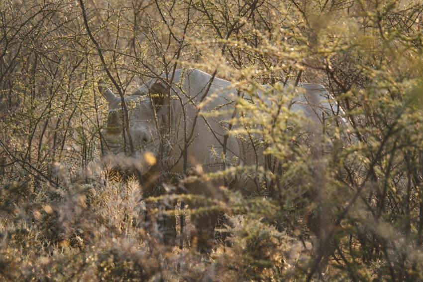 an elephant in the middle of a wooded area